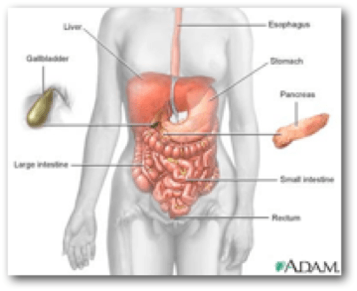 CROHN Φωτό 1: Ανατομία πεπτικού συστήματος